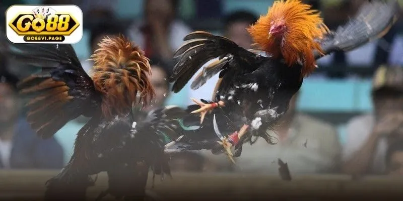 Những điểm nổi bật của Đá Gà tại Go88 Những điểm nổi bật của Đá Gà tại Go88